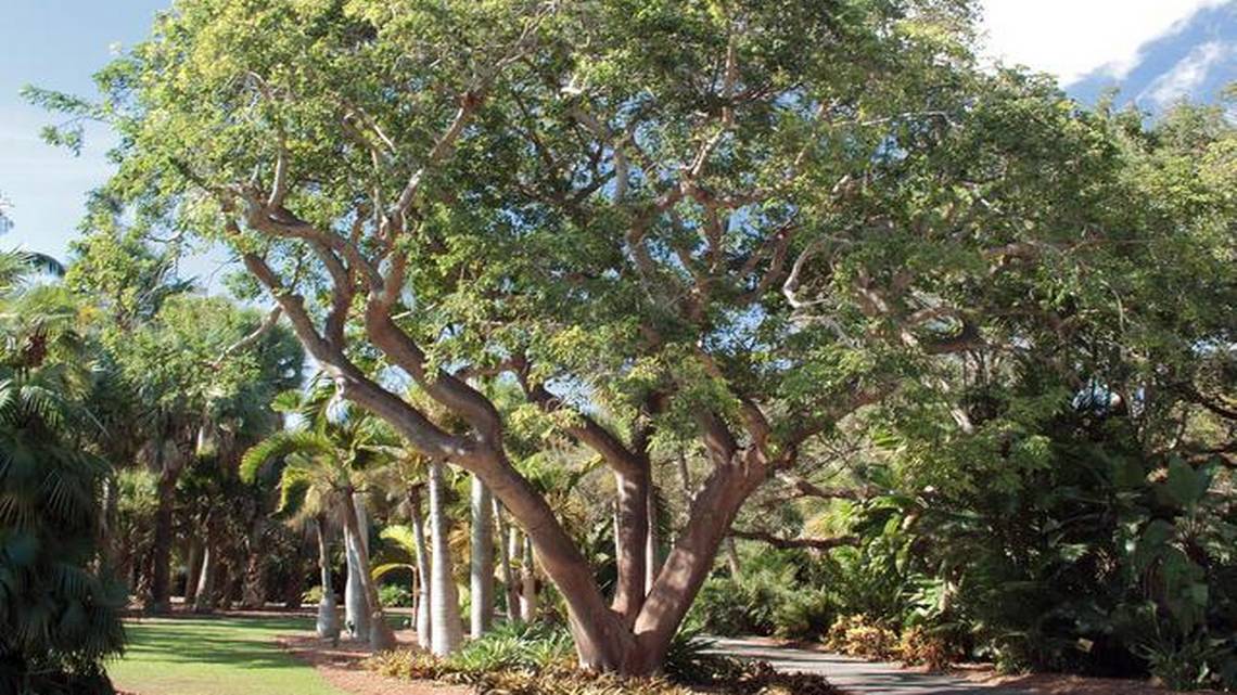 Building a treehouse in Ficus, Banyan, or Gumbo Trees Treehouse Supplies