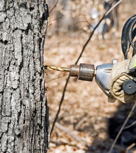 Does Drilling a Hole in a Tree Kill It? Treehouse Supplies