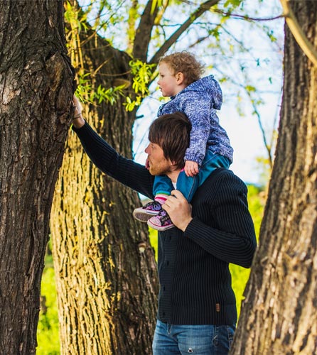 How to Choose A Tree for Your Treehouse Treehouse Supplies