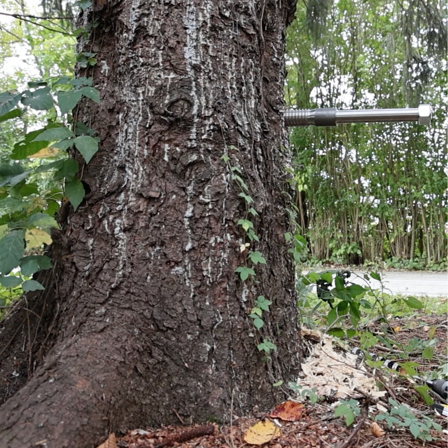 Tree Fort Tab Pete Nelson Nelson Treehouse Be in a tree